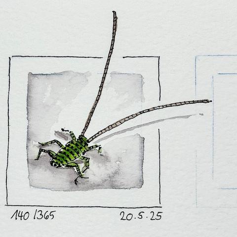 Eine detaillierte Aquarellillustration eines grünen Insekts mit langen Fühlern, dargestellt auf einem hellgrauen Hintergrund. Das Insekt hat einen segmentierten Körper und Beine, die seine realistische Textur und Farbe einfangen.