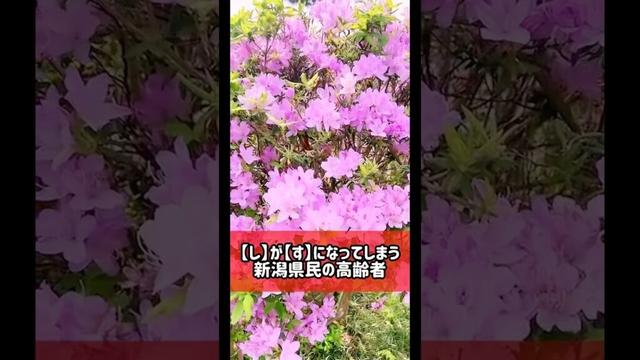 しがすになってしまう新潟県民の高齢者 #方言 #新潟弁 #新潟あるある #ディスイズ新潟