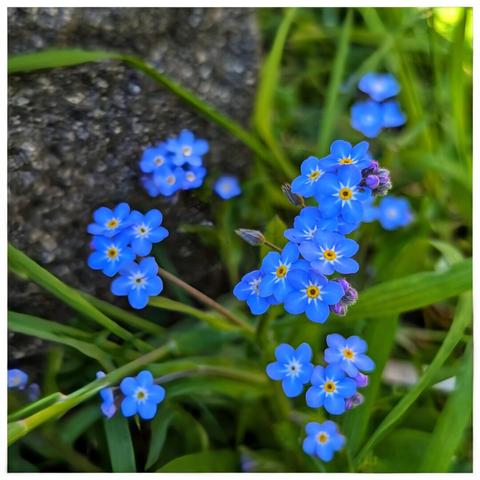 A close-up shot shows several clusters of small, vibrant blue forget-me-not flowers with bright yellow centres. They are surrounded by green grass blades and a dark, textured rock is visible in the upper left corner. The focus is sharp on the flowers, creating a shallow depth of field that blurs the background.