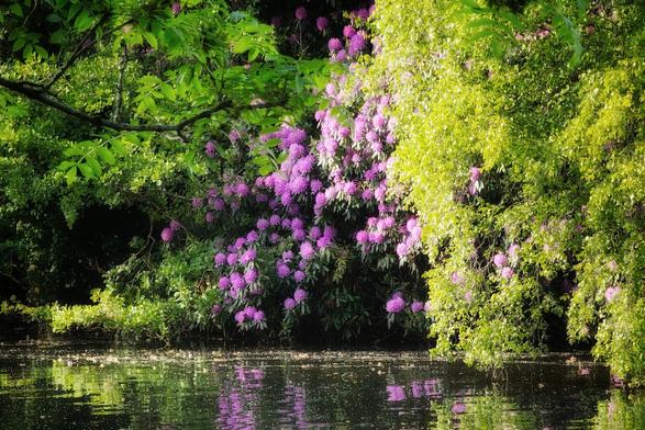 A tranquil scene showing a calm river reflecting vibrant purple rhododendron bushes that line the opposite bank. The water's surface shows gentle ripples and reflects the green foliage and colourful flowers.