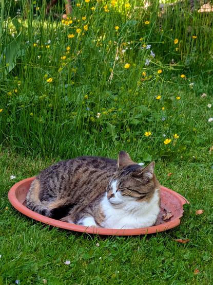 Eine getigerte Katze liegt gemütlich in einem leeren, flachen Terrakotta-Pflanztopf auf einer Wiese. Umgeben ist sie von Gras und gelb blühenden Butterblumen. Foto by Johann Seidl, Gartenpoet.