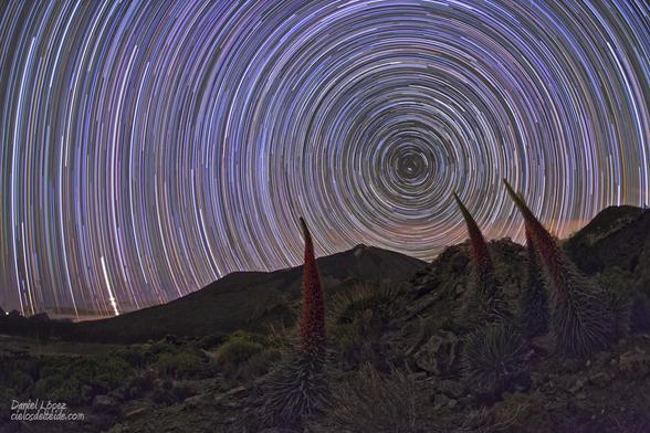 2010 June 18

Star Trails and Tajinastes
 * Image Credit & Copyright: Daniel López

Explanation: 
What bizarre planet do these alien creatures inhabit? It's only planet Earth, of course. In this well-composed scene, the sky is filled with star trails around the north celestial pole. A reflection of the Earth's daily rotation on its axis, star trails are familiar to photographers who fix their camera to a tripod and make long exposures of the night sky. But the imposing forms gazing skyward probably look strange to many denizens of Earth. Found on the Canary Island of Tenerife, they are red tajinastes, rare flowering plants that grow to a height of up to 3 meters. Hidden among the rocks of the volcanic terrain, tajinastes bloom in spring and early summer and then die after their seeds mature. On the distant horizon, below and left of the celestial pole, lies the Teide volcano. 

Authors & editors: Robert Nemiroff (MTU) & Jerry Bonnell (UMCP)
NASA Official: Phillip Newman Specific rights apply.
NASA Web Privacy Policy and Important Notices
A service of: ASD at NASA / GSFC
& Michigan Tech. U.