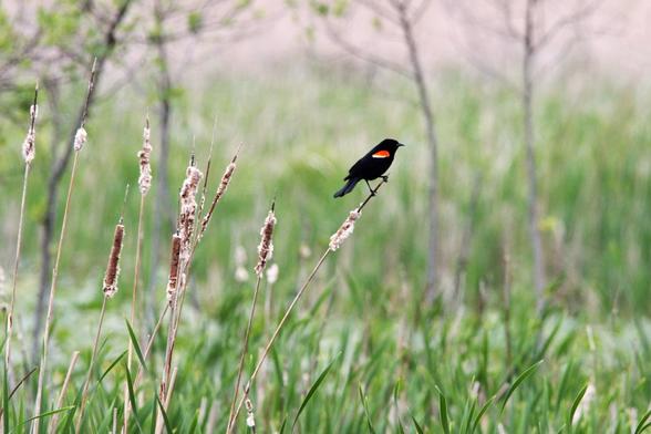 Photograph of a red-winged blackbird sitting on an old cattail in a wetland in the springtime.