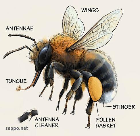 Body parts of the tree bumblebee
