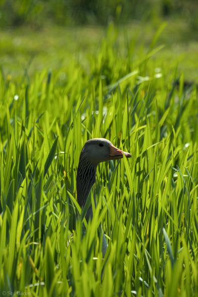 A photograph of a Greylag Goose amongst some tall grass, only its head is visible through the grass