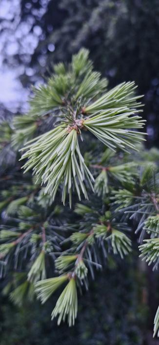 Fotografía donde se ve la rama de un pino.