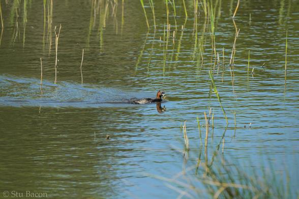 A photograph of a Little Grebe swimming across water. It’s caught an insect of some sort to eat.