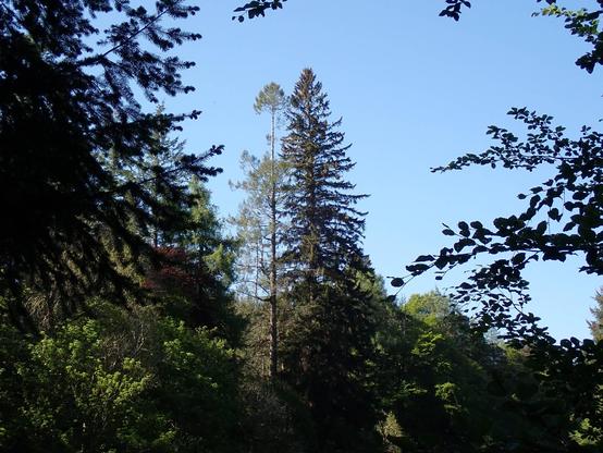 Photo is of two big trees by the River Findhorn. The taller one on the right is the tallest measured Sitka Spruce in Britain at just over 65m (also making it one of the tallest of any tree in Britain). On the left is a  Douglas Fir at only just 60m tall!