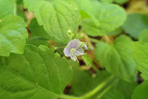 Not the best of photos but I think this was a new wild flower for me today. It's a wood speedwell. Small pinkish flower with stalked green leaves.