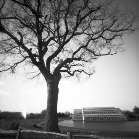 Photograph of the large glasshouse at Wisley Gardens in the background with the silhouette of a leafless tree in the foreground.
