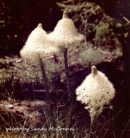 three white cone-shaped bear grass blossoms against a dark background