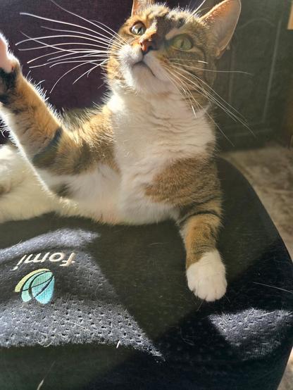 Pearl and her crazy whiskers