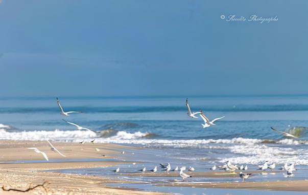 "Imagine standing on a peaceful beach, where the soft, light-colored sand stretches before you, touched by the gentle embrace of small rolling waves. The sky is brilliantly clear, casting an open, welcoming expanse above. Along the shore, seagulls gather—a mixture of restless motion and quiet observation. Some glide gracefully overhead, their wings slicing through the air as they ride the ocean breeze. Others remain on the sand, their slender legs carrying them in short bursts of movement as they search for morsels. The scene is filled with the sound of the waves mingling with the birds’ calls, creating a soothing coastal harmony. The untouched beauty of nature unfolds effortlessly, inviting reflection and calm." - Copilot