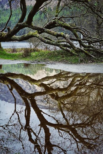 A gnarled, moss-covered tree with sprawling branches is reflected in a still puddle. In the background, a lake and distant hills are visible, with green grass and a dirt path separating the puddle from the base of the tree.