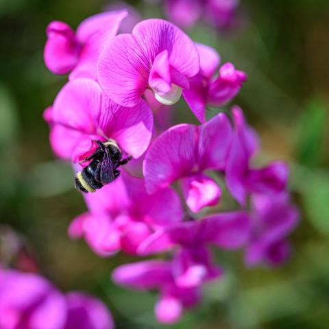 Color photo.  A large hairy bee, mostly black with a bright yellow band near the end of its abdomen, and a barely visible yellow head.  Its head down into a magenta flower, in a cluster of other magenta flowers.