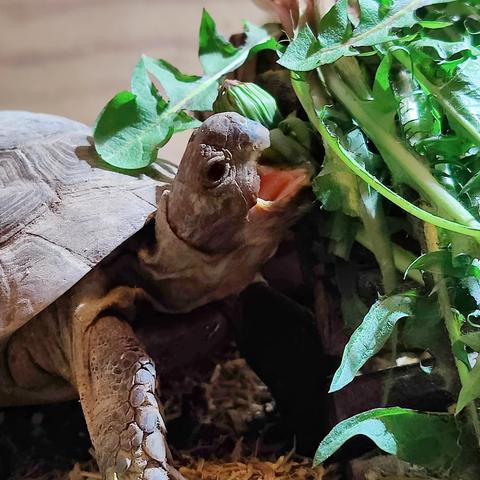 A tortoise standing beside a heap of dandelions bigger than itself stretches it's neck, mouth agape, to bite a leaf at the top of the pile.