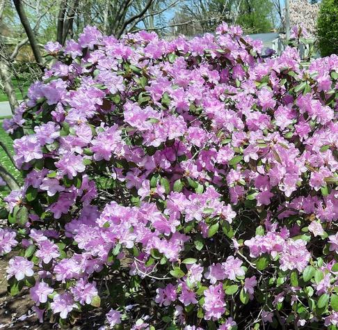 A blooming bush with some green leaves and many pink blossoms.