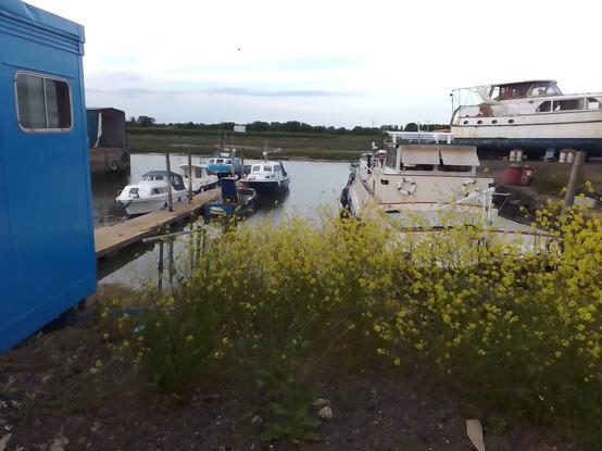 Is that a whole bank of self-seeded oil seed rape next to the toilet block on the edge of the boatyard?