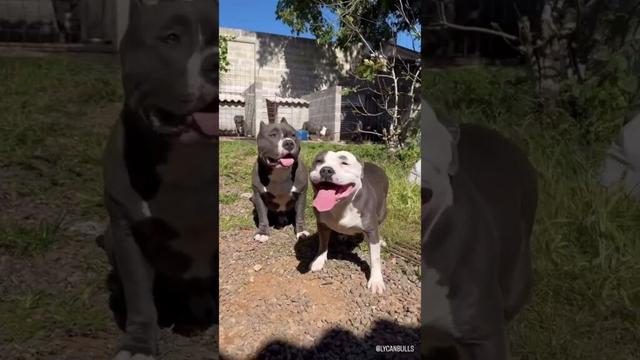 American Staffordshire Terrier #americanstaffordshire #dog