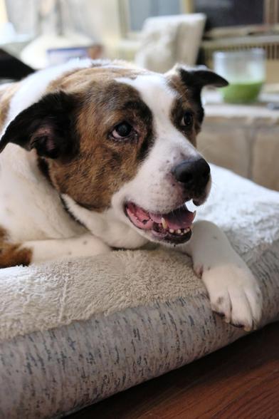 A white and brown dog lying on his bed looking toward the right side of the screen