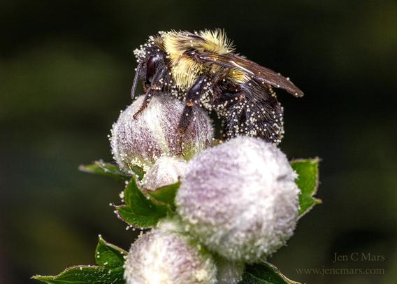 Photo of a fluffy yellow and black bumblebee, covered in huge pollen grains, asleep on top of a cluster of unopened pale flower buds against an out of focus green background