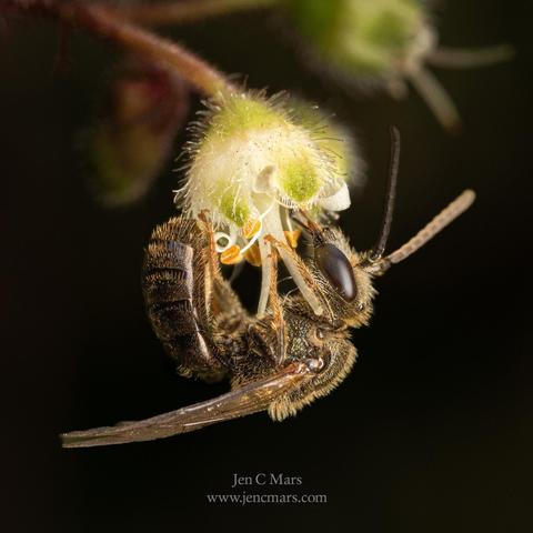 Photo of a metallic black sweat bee with dark brown compound eyes and lighter colored fuzz clinging upside down to a white flower. The bee and flower are both very small, the hairs of the flower give some idea of the scale