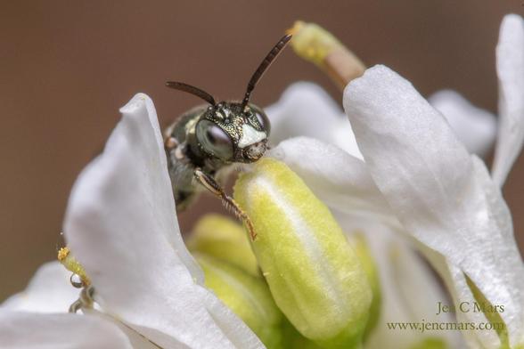 A small metallic blue-black Ceratina carpenter bee with bright blue compound eyes and a white mask peeks over the stamen of a white flower. The scale of the flower suggests that this is a very tiny bee, and it is.
