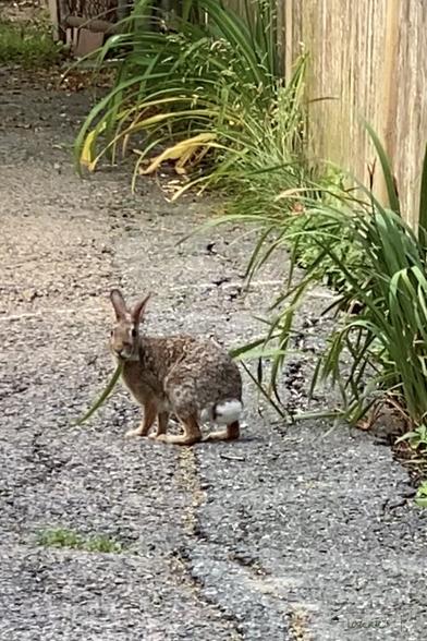 A cottontail has an Iris leaf hanging from her mouth. She’s facing away with her white cotton ball like tail in the air and looks back at us.
