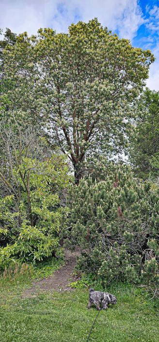 A snapshot of a Pacific madrone tree full of flowers in a neighborhood park. The tree has a rounded crown, branches covered with reddish bark, abundant large, oval, leathery dark green leaves, and panicles of sweet scented white flowers. The tree is flanked by a couple of other trees, and stands tall above a hill covered with an understory of laurels, small pine trees full of leaf candles, and other shrubs. The foot of the hill is edged by a lawn, with a small gray shih tzu iz sniffing the grass prior to giving himself a full body stinky roll.