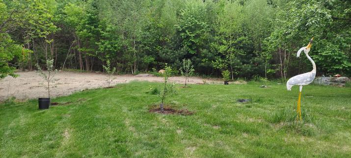 View of a small clearing with 4 apple tree saplings newly planted. A metal sculpture of a white heron guards the orchard.