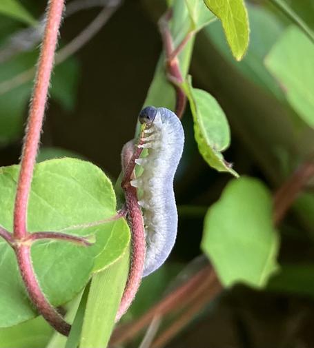 A sawfly larva nibbling on a leaf. It looks like a gray caterpillar, except with a few extra sets of nubby legs which it is using to grip the stalk of the plant. It has a small round head, a pair of beady black eyes, and a widdle mouth.