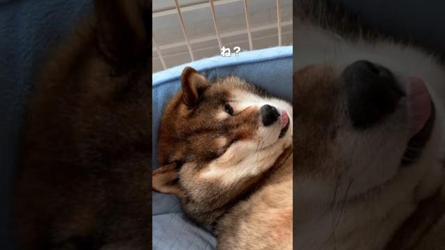 ダイエットの成果を見せつける胡麻柴？#柴犬