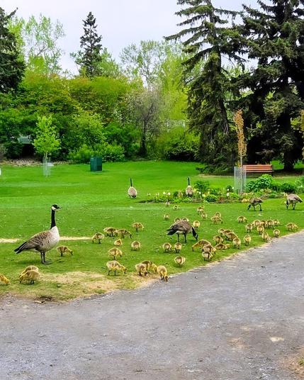 The image depicts a serene park scene with a group of Canada geese and their goslings.

In the foreground, a large adult goose stands on the grass, overseeing a rather large flock of goslings that are scattered around, pecking at the ground.

The goslings are mostly yellow with some brownish feathers, and they appear to be foraging for food.
The adult geese have distinctive black heads and necks, with white patches on their faces and brown bodies.

In the background, there is a lush green lawn with more geese and goslings, some of which are further away, indicating a larger family group.

The park is surrounded by trees, including tall evergreens and deciduous trees with fresh green leaves, suggesting it is spring or early summer.
A bench is visible in the background, and a trash can is also present, indicating a well-maintained public space.
The sky is overcast, providing soft, diffused lighting to the scene.
The overall atmosphere is peaceful and natural, with the geese and their young engaging in typical behaviors in a park setting.