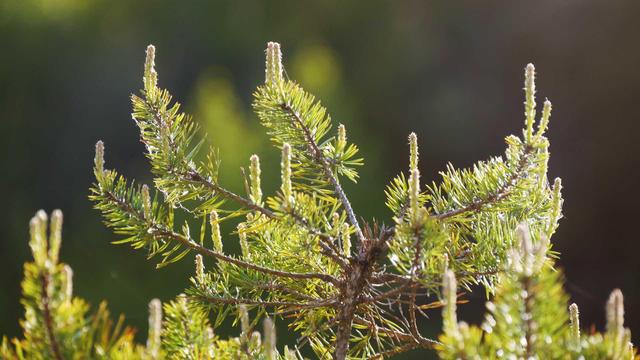 nice shot of a pinetree in warm light