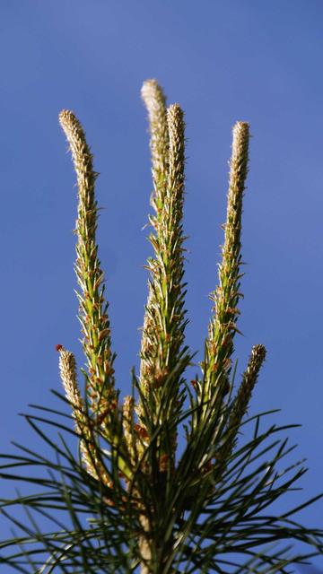 close up of the new growth on the pinetree