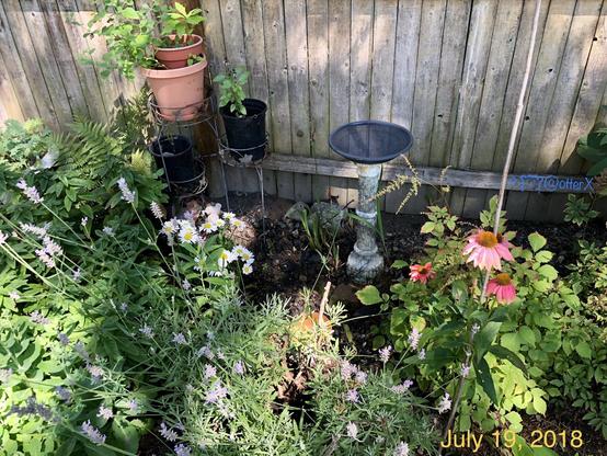 Snapshot of my flowerbed taken on July 19, 2018. There’s a pedestal birdbath in the back near the wooden fence. The iris used to surround it. Other green plants are blooming, lavender, echinacea, etc. It’s in the tree-shade. A small brown rat is looking out behind the rock a little left to the birdbath.