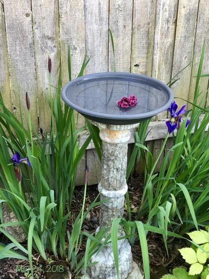 The blooming purple iris around the pedestal birdbath, taken on May 24, 2018. Backdrop is the wooden fence.