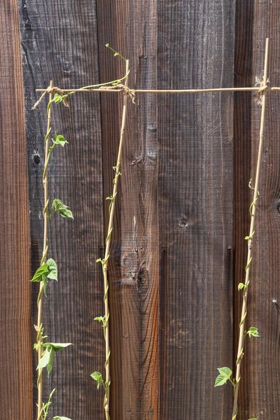 Three thin bamboo polls stand side by side. Green-leaved vines are climbing all three poles, the the vine on the left has grown well beyond the top of its pole and is trying to climb the pole next to it.