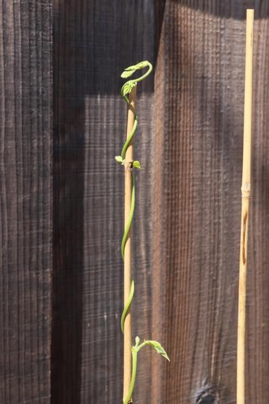 A green climbing vine has looking confused, having climbed entirely above its bamboo pole.