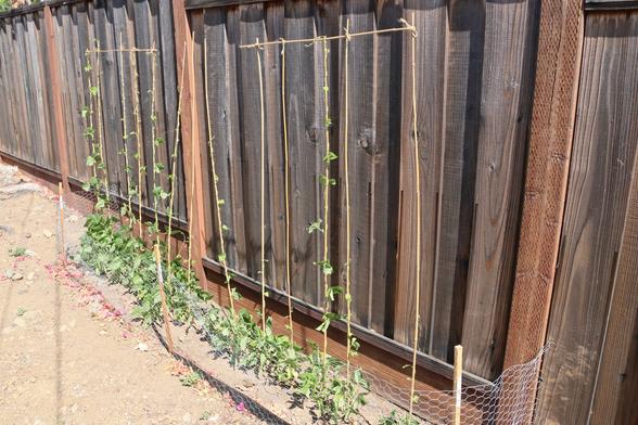 A stand of very thin bamboo poles in front of a wooden fence. Each pole is wrapped by a climbing vine, several of which have grown well above the tops of the poles and are looking about for something else to climb.