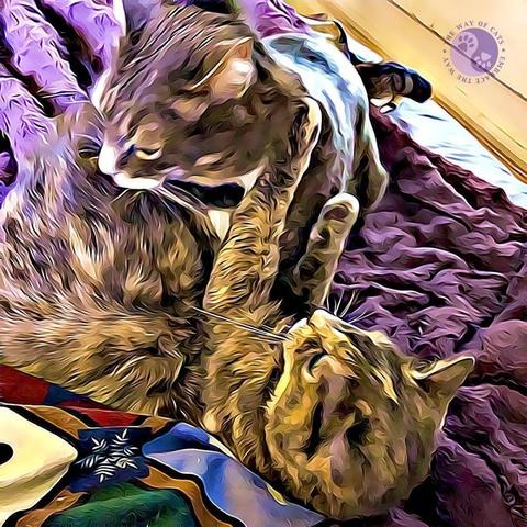 Two cats, one a big gray tabby and th. e other a tiny tortoiseshell cat, pause in mid-wrestle on the soft surface of a fluffy purple comforter, illustrating Dear Pammy, When is it really fighting?