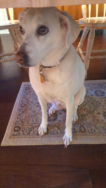 An 11(?)-year-old whippet/lab mix, who is an all-around sweetheart. Got her about 6 years ago from South Carolina. Happy she joined our madhouse!