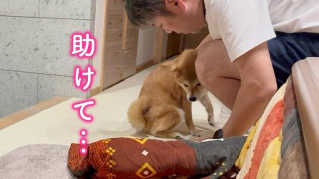 一人孤独に大嫌いな虫と戦い最後はパパに助けを求める柴犬が可愛い