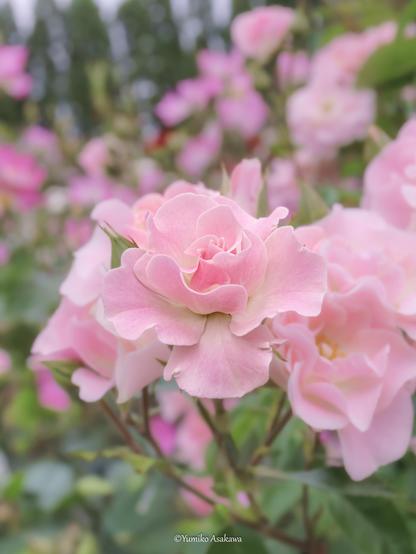 ピンクの薔薇