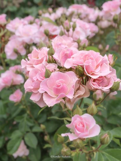 ピンクの薔薇