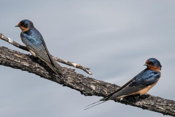A pair of Barn Swallow birds perched on a bare branch.