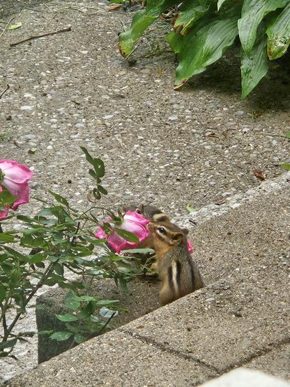 Two chipmunks smelling a pink rose (actually eating the nectar) on the cement stairs in front of a house.
