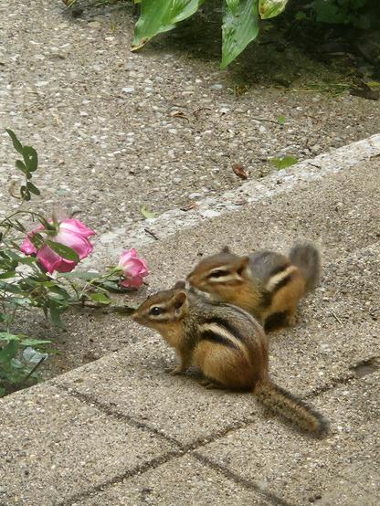 One chipmunk is whispering sweet nothings into the other one's ear while they sit on the corner of the cement stairs. There are pink roses in the background