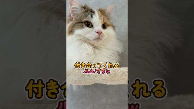 眠そうな猫にいたずらしてみました #cat #猫 #マンチカン