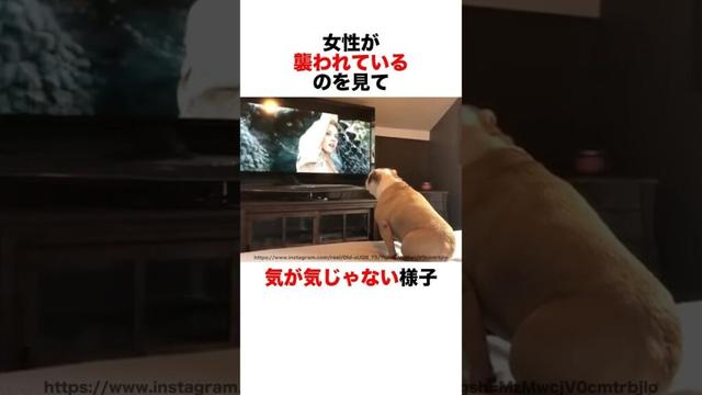 映画にのめり込むブルドッグ🤣
